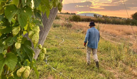 BRABRA IPA — Quando Braga e Bragança se encontram no copo